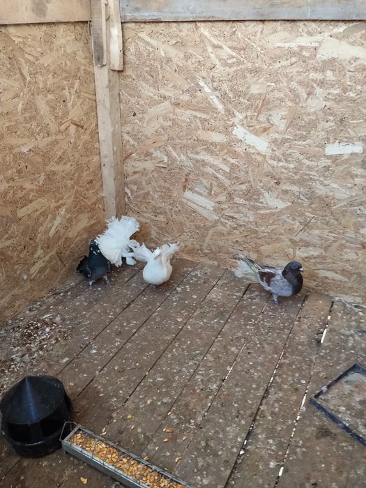 Vând porumbei  de ornament