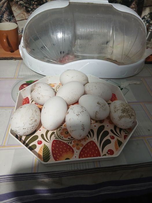 Disponibile ouă de Gasca Africane și  Chinezești!