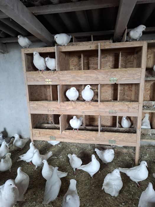 Vand porumbei Hubble