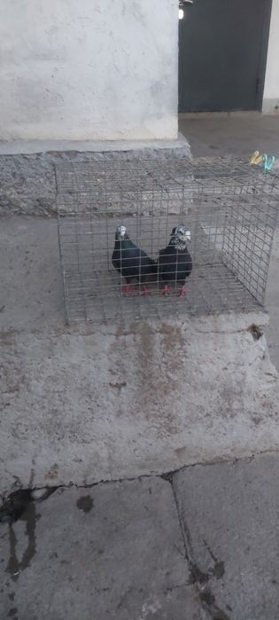 Рябагаловые чубати лиси пара