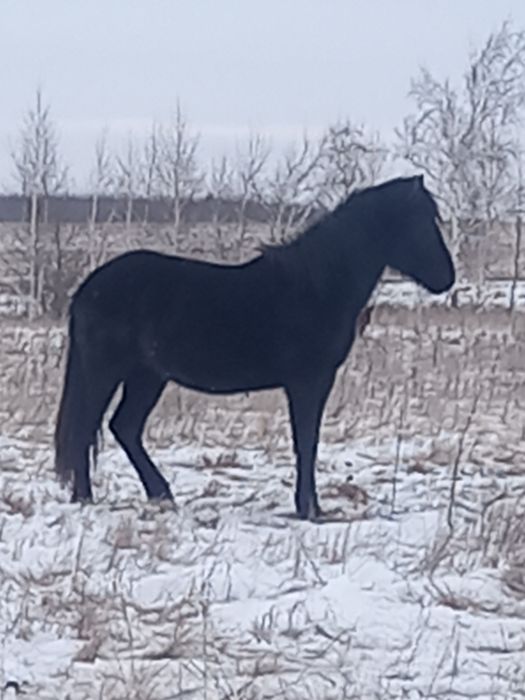 Семіз тай сатылады