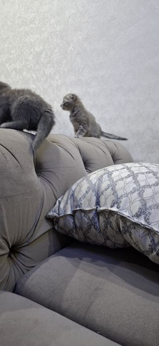 Шотландские вислоухие котята