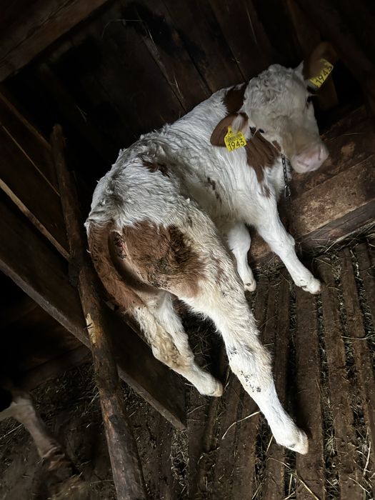 Vind o vitea su un bout din rasa baltata Româneasca