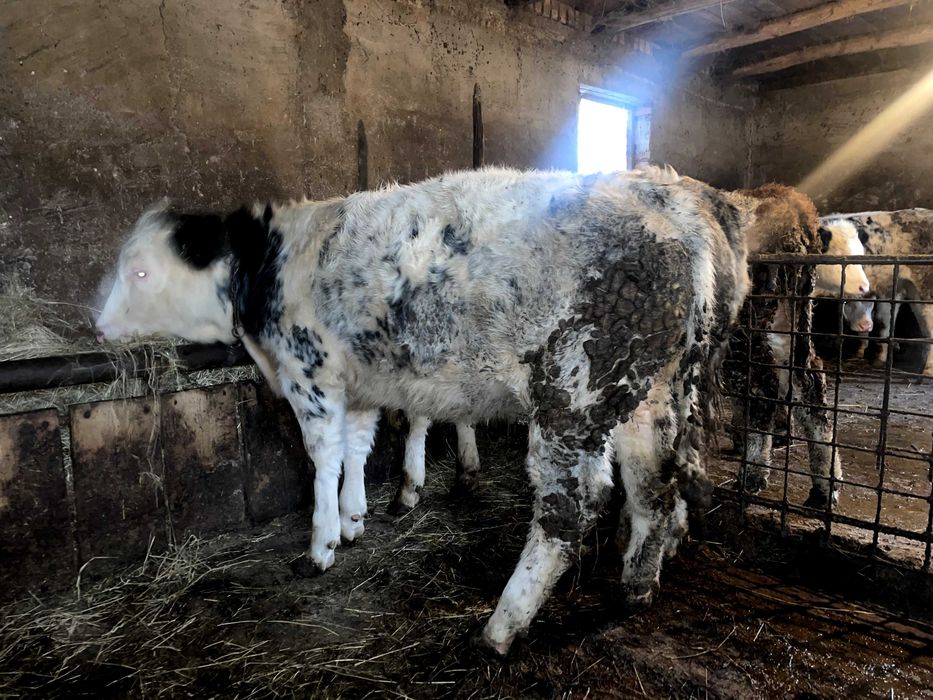 Vand 2 vitei belgieni si 1 vitea belgiana, 300 kg