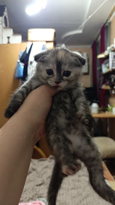 Продам котят девочки и мальчика