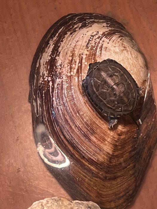 Черепаха с аквариумом и корм продам