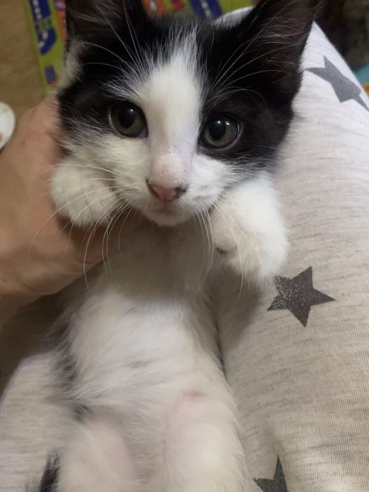 Котенок приучен к лотку