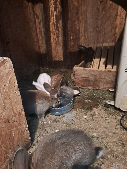 Продам кроликов Серый великан