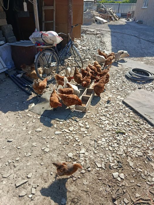 Куры несушки домашние