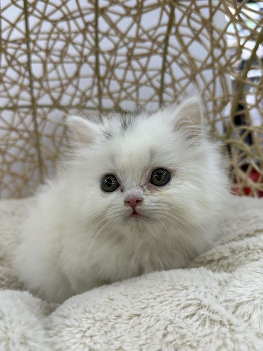 Britaniskiy Heyland Fold visluxa