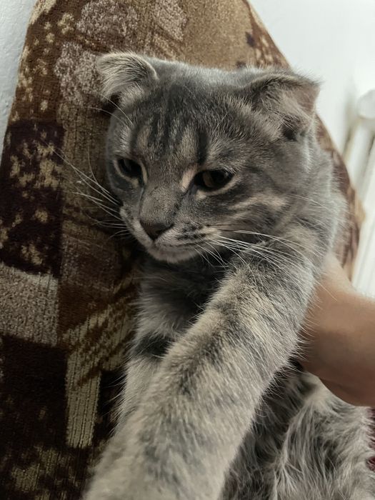 Продам кошку метиска
