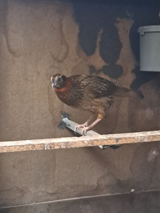 Tragopan Temnik pereche