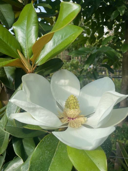Magnoliya sotiladi