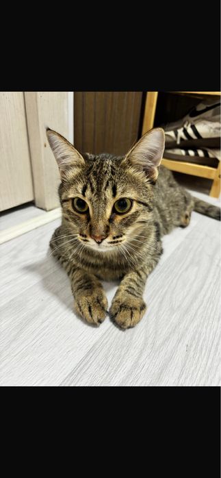 Кот,мальчик, отдам в хорошие руки