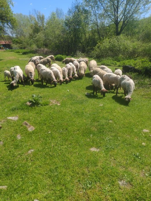 Vând 40 de oi,la prețul de 550 de lei bucata