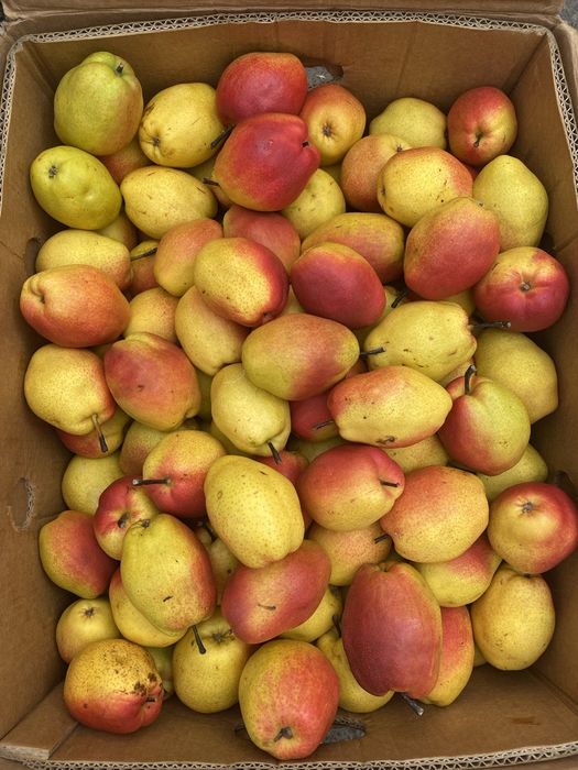 Груша Киргизская зимняя