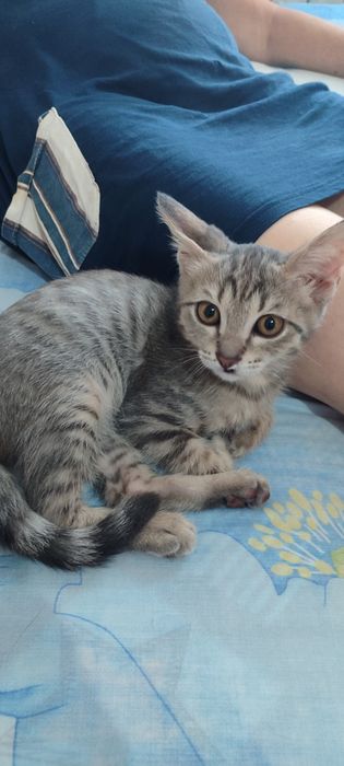 Отдадим котенка в добрые руки