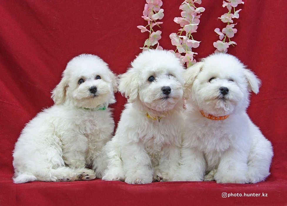 Щенки бишон фризе
