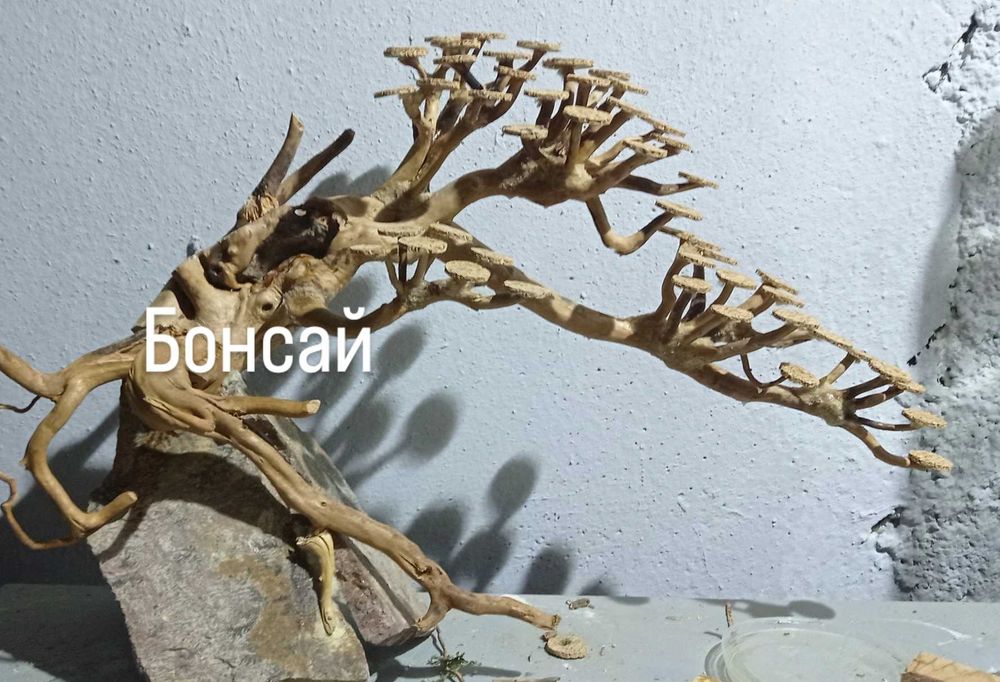 Аквариумные растения ,альтернантера рейнека