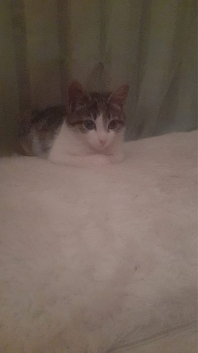 Отдам котенка бесплатно