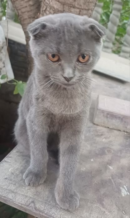 Продаю вислоухую кошку