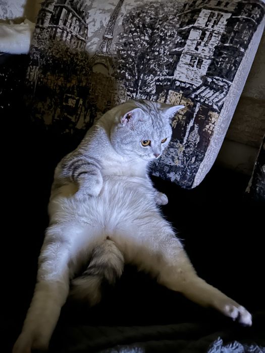 Ищем кошку для вязки