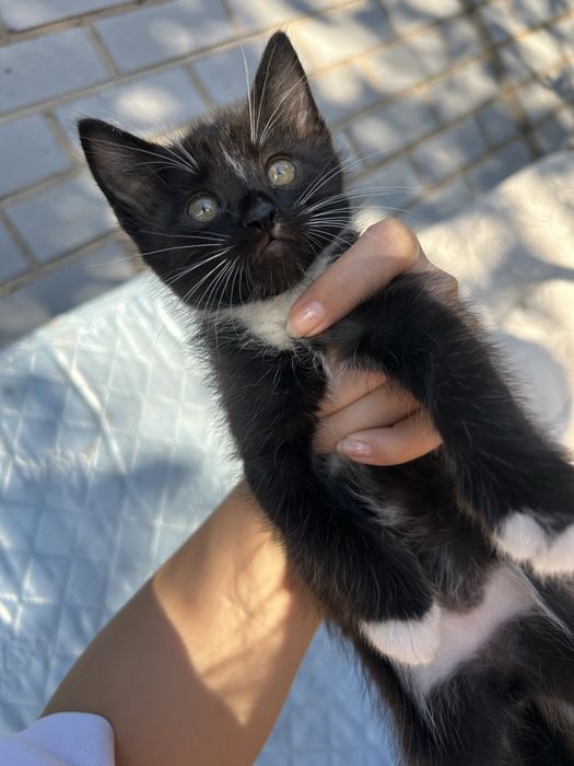 Отдам котят в добрые руки