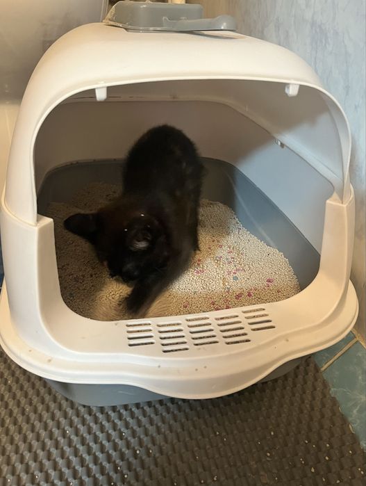ВЫКИНУЛИ котенка!
