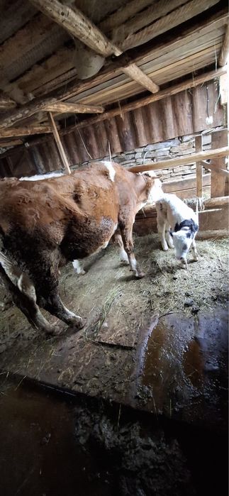 Vănd vacă cu vițel