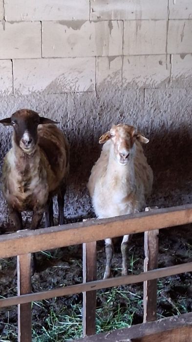 Vand 2 oi grase sterpe pentru taiat