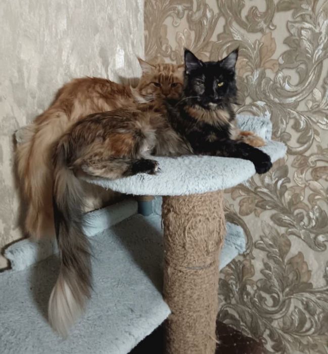 Котёнок Мейн Кун