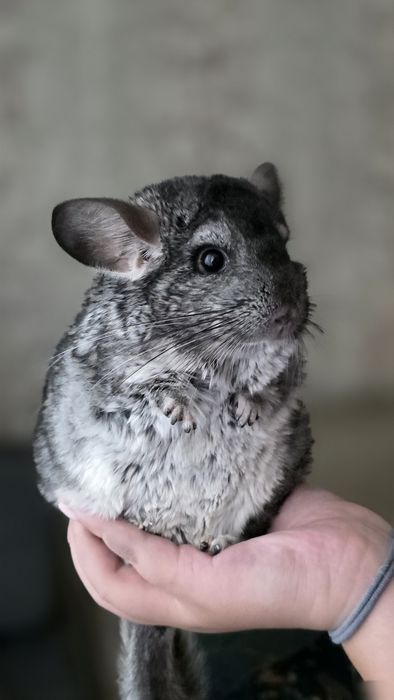 Шаншилла, мальчик 7 месяцев