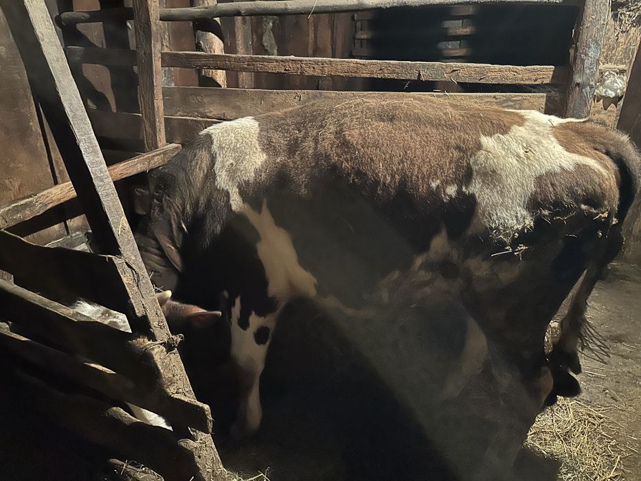 Продам Быка