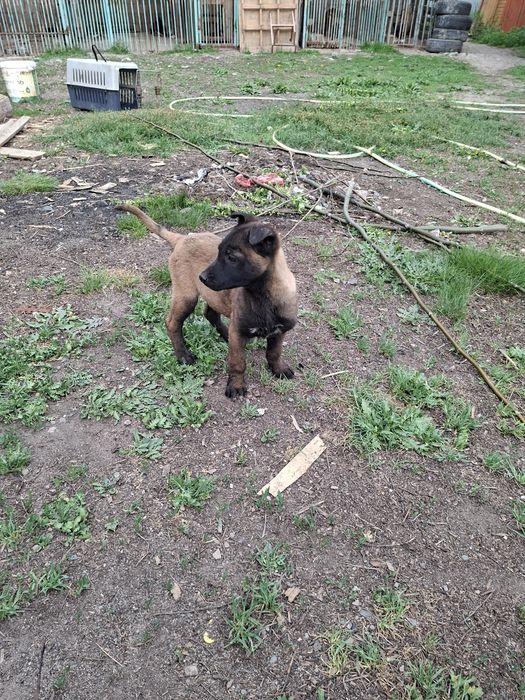 Бельгийски овчарка малинуа