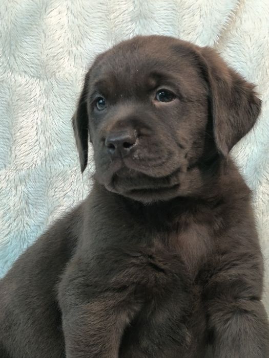 Щенки лабрадора ретривера