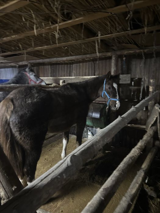 Сауын бие сатылады екеуі көктемде туады