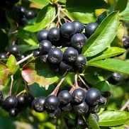 Mur, aronia, agris, zmeur, afin, lonicera si stoloni de capsuni!