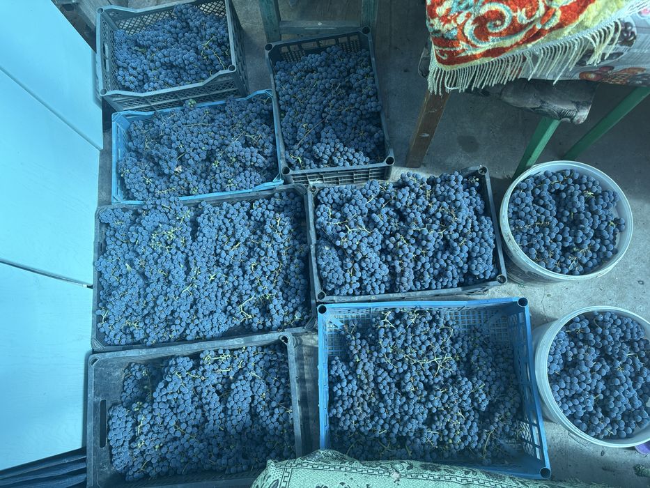 Продам виноград Изабелла