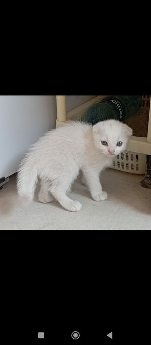 Продаю породистых котят вислоухая порода