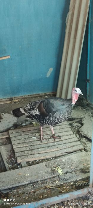 Индюшка наседка живой инкубатор