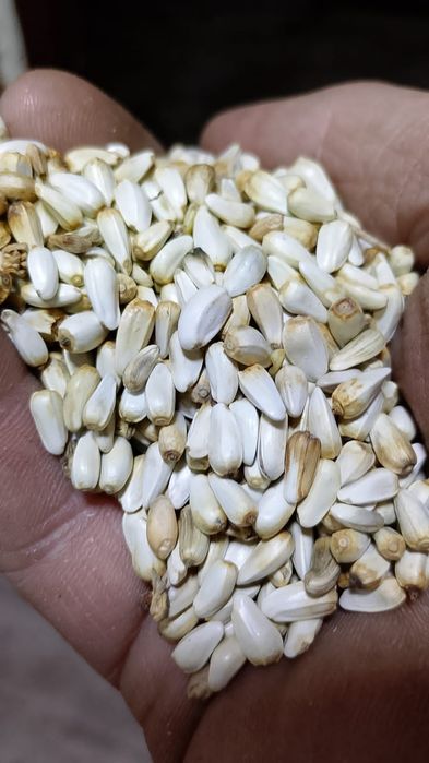 Ячмень! Платный чат! Все корма.