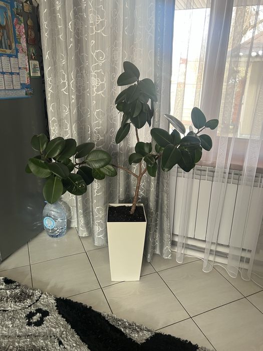 Продам фикус каучуконосный
