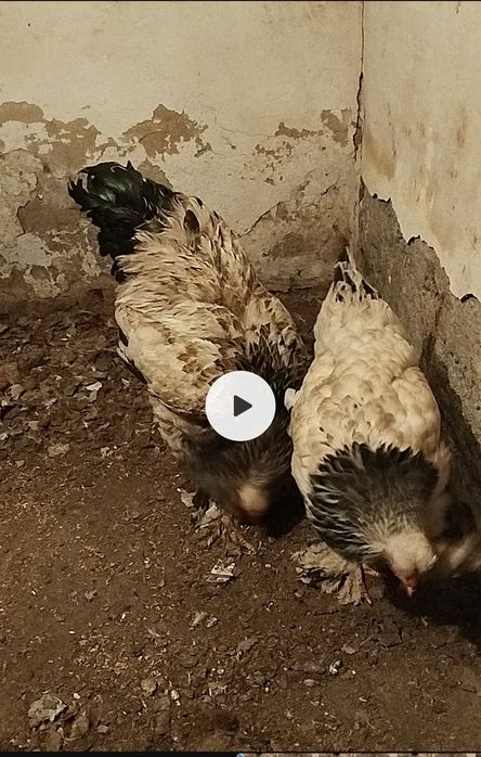 Продам или обменяю