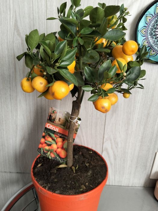 Продам дерево цитрус мандарин