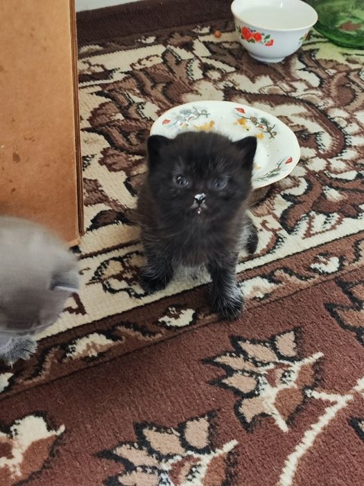 Мушук боллари Scottish Fold