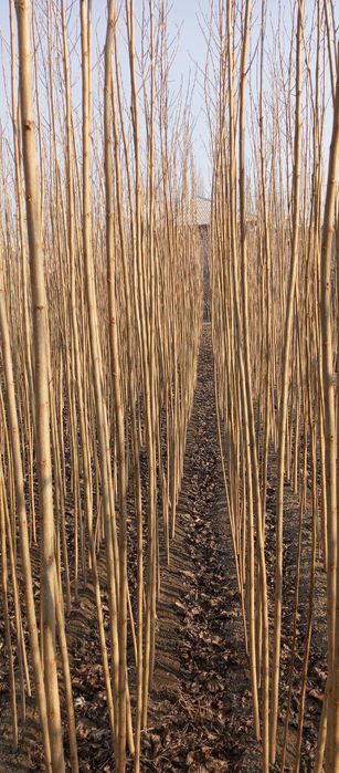 Терак кучатлари оптом сотилади 1-2-3 йиллик