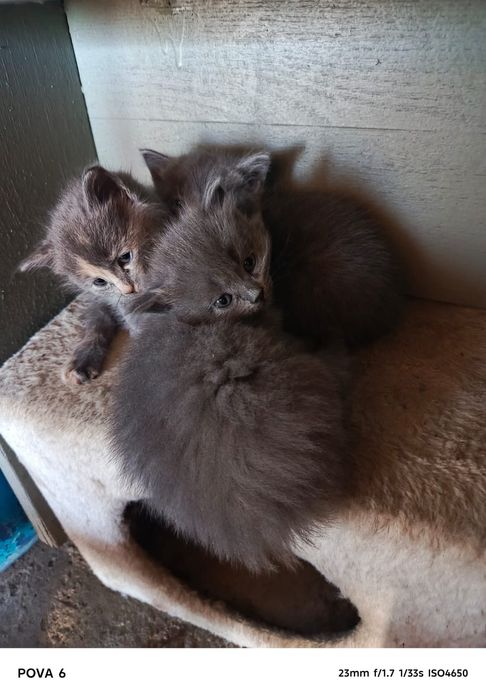 Отдам котят в добрые руки