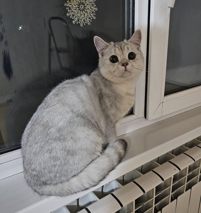 Кот для вязки-британский короткошерстый