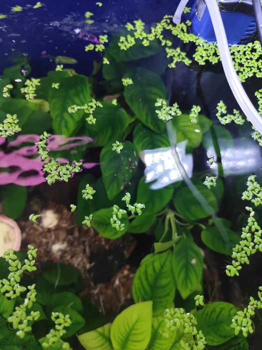 Аквариумное растение Анубиас