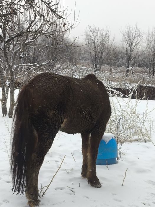 Продам коня пять лет